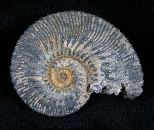 Pyritized Ammonite From Russia - #7294